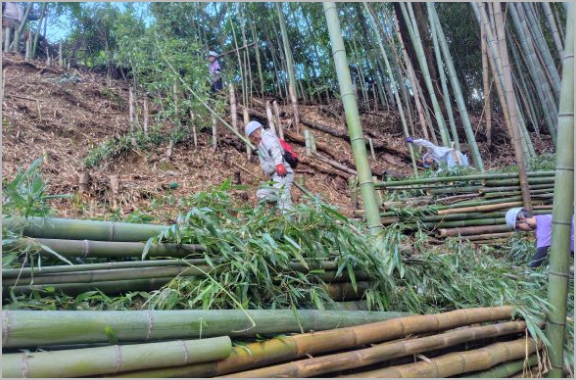 Bamboo forest maintenance work